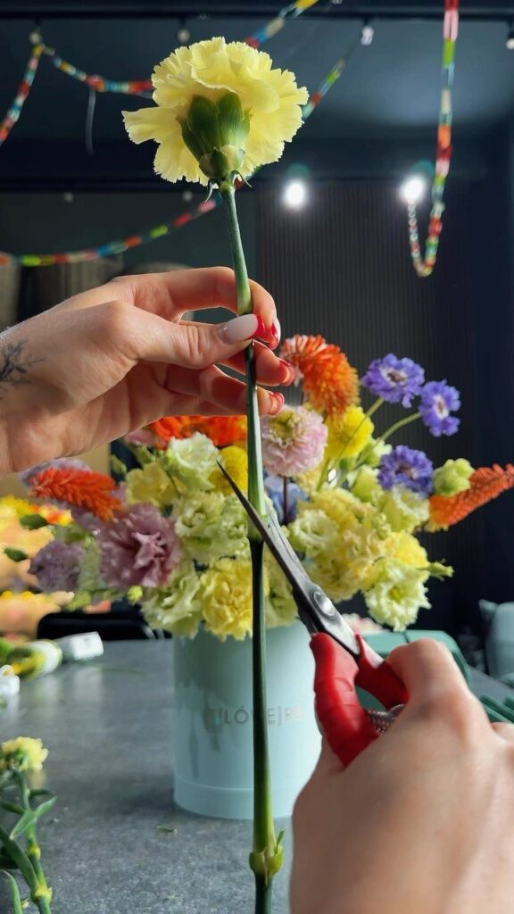 Hands using red scissors to trim the stem of a yellow carnation flower.
